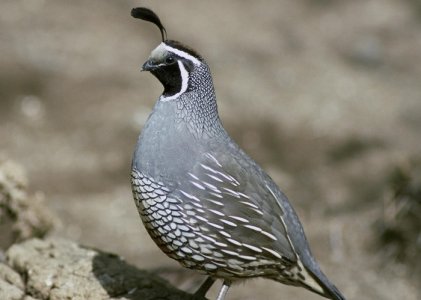 california-quail.jpg