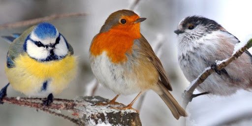 Three.Birds.1.jpg