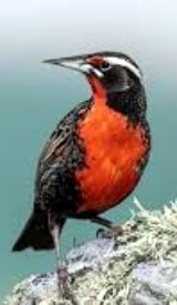 Falkland Island Robin.jpg