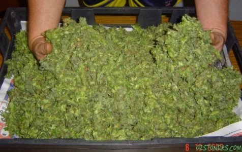 PileOfPot.jpg
