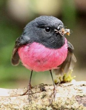 PinkRobin.1.jpg
