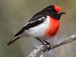 Red.Cap.Robin.1.jpg