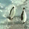 tenor (24).gif