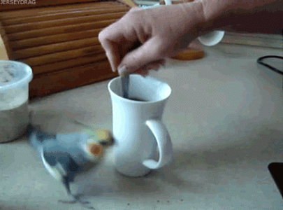 tenor (47).gif