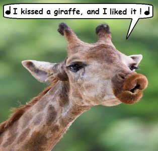 giraffe.jpg