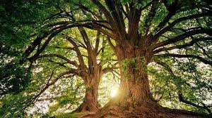 trees.jpg