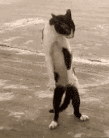 catdancing.gif