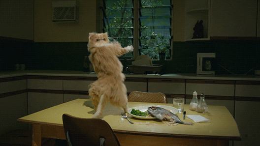 catdance2.gif