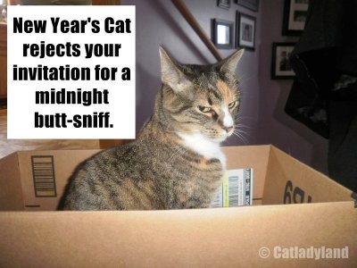 Phoebe-new years-cats-funny-comic.jpg