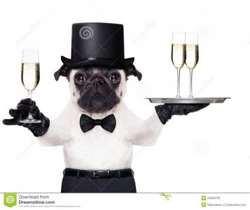 happy-new-year-dog-pug-champagne-glass-holding-service-tray-two-glasses-holding-one-glass-othe...jpg