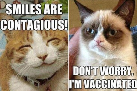 9-Best-Grumpy-Cat-Memes-5.jpg