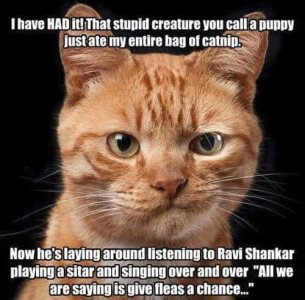catnip.jpg