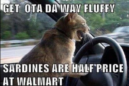 cats2.jpg