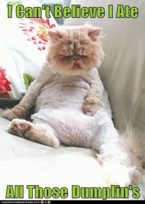 dumpling cat.jpg