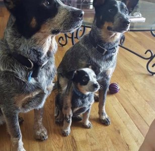 blue heeler family.jpg blue heeler family.jpg