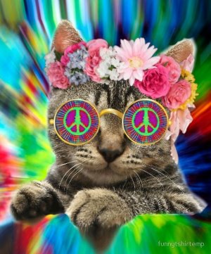 peace_cat.jpg
