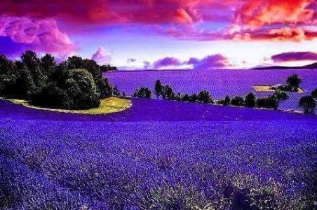follow purp.jpg