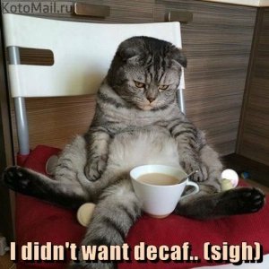 cat decaf.jpg