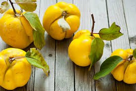 Quinces.jpg Quinces.jpg