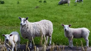 sheepies.jpg