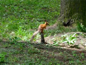 squirrel.jpg