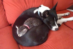dogcat.jpg