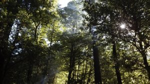smoke and rays.JPG