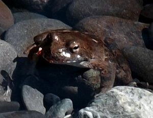 my frog prince.JPG