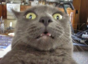 20-Funny-Shocked-Cat-Memes-21.jpg
