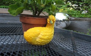 duck shaped gourd.jpg