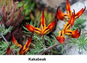 Kakabeak.jpg