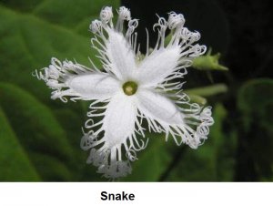 Snake.jpg