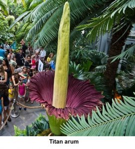 Titan arum.jpg
