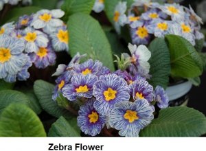 Zebra Flower.jpg