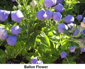 Ballon Flower.jpg