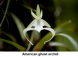 American ghost orchid.jpg