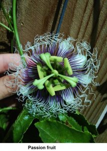 Passion fruit.jpg