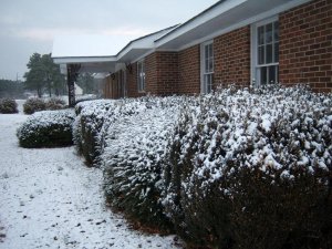 snow covered bushes 2.jpg