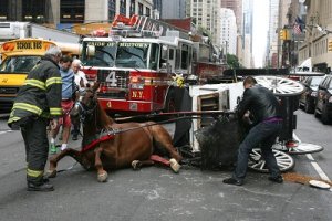 horse1.jpg