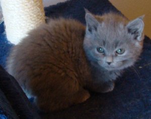 gus_gus_rt_crouching_10-22-11.jpg