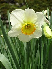 a daff smshot 2.jpg