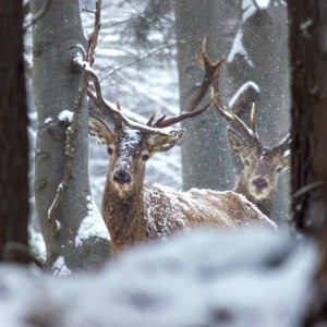 red deer.jpg