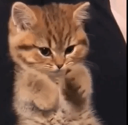 82fbc5faaecba443e1891e645cf433c5[1].gif