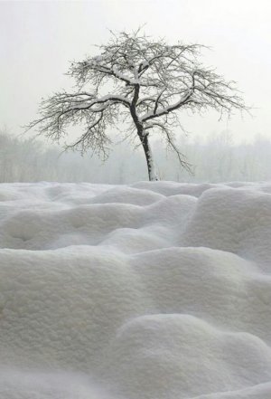 trees.jpg