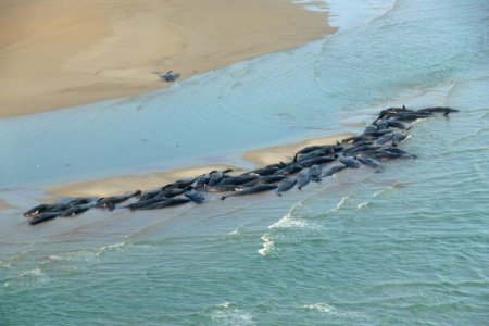 whales.jpg