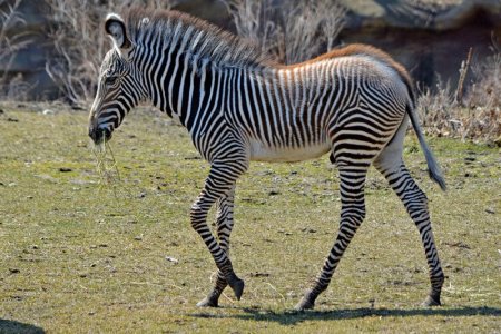 Zebra.jpg