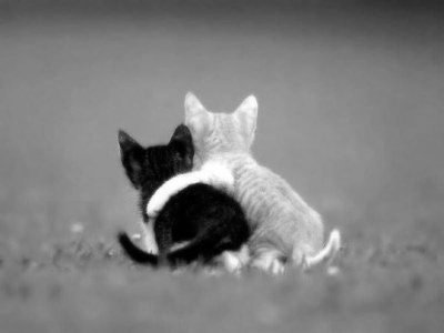 cat time buddies.jpg cat time buddies.jpg