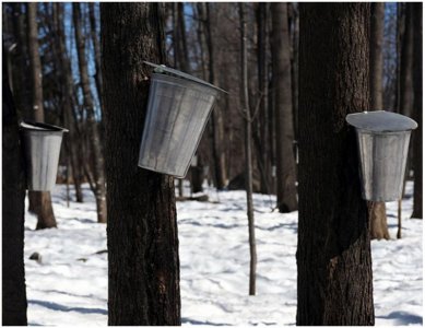 Short Story - A Thief in the Night - Maple syrup collection cans.JPG