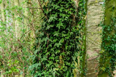 Ivy.jpg