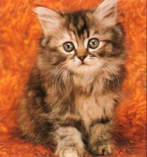 kitten_cc.jpg